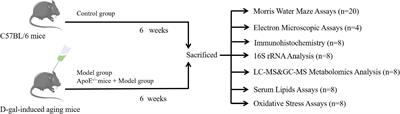 Apolipoprotein E knockout may affect cognitive function in D-galactose-induced aging mice through the gut microbiota–brain axis